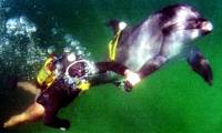 Why are dolphins deployed by Russia to protect an important base in the middle of the war with Ukraine?