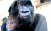 Why are humans slower than chimpanzees?