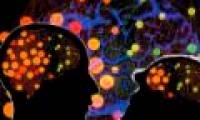 Why are humans smarter than chimpanzees?