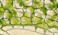 Why are leaves green?