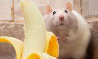 Why are male rats so scared of bananas?