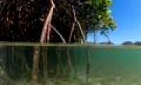 Why are mangrove forests priceless?