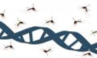 Why are mosquitoes sucking blood from HIV, mosquitoes not sick?