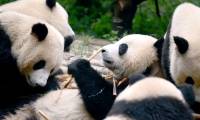 Why are pandas only found in China?