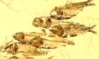 Why are some fish species extinct 65 million years ago