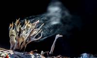 Why are some mushrooms poisonous and some not?