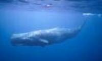 Why are sperm whales not infected with scuba diving?