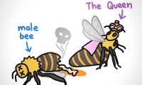 Why are there no male queen bees?