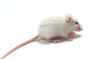 Why are white mice found all over the world?
