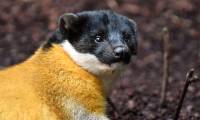 Why can a weasel weighing only a few kilos hunt a wild boar weighing 250kg?
