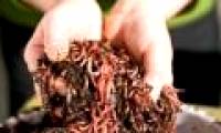 Why can earthworms eat contaminated leaves?