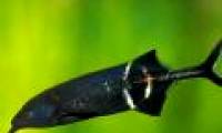 Why can elephantfish look in a dark place?