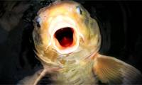 Why can fish appear in completely isolated waters?