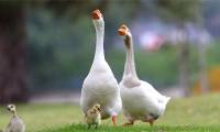 Why can geese guard the house instead of dogs?