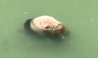 Why can giant pandas swim but they can still drown?