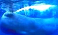 Why can marine mammals breathe long underwater?