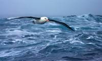 Why can migratory birds fly thousands of kilometers without eating?
