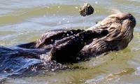Why can otters juggle as skilled as a circus artist?