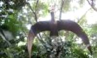 Why can the 'giraffe dinosaur' fly?