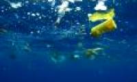 Why can't marine animals stop eating plastic garbage?