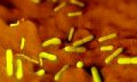 Why can't plague bacteria be completely eradicated on the planet?