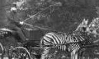Why can't tame tigers or rhinos?