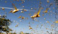 Why desert grasshoppers can not kill?