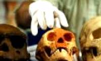 Why did human ancestors win the evolution race?