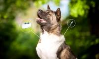Why did Japan decide to use 'identity cards' for pets?