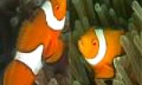 Why did Nemo clown fish find their way home?