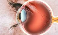 Why did scientists once think that the retina of the dead is the place to store memories?