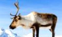 Why do animals avoid getting close to high voltage poles?