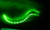 Why do animals self-emit?