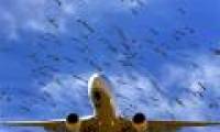 Why do birds often crash into airplanes?