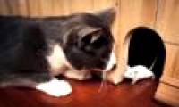 Why do cats like to quit 'booty' home?