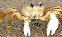 Why do crabs foam?