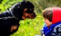 Why do dogs often attack people who feel scared?