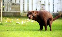Why do dogs often stare at us while going to the toilet?