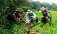 Why do elephant footprints affect frog development?
