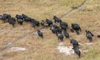 Why do feral pigs cost the United States up to $2.5 billion?