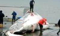 Why do Japanese people go on catching whales to eat?