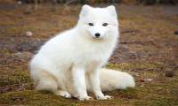 Why do many animals have pink ears?