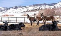 Why do many places in the United States keep donkeys to protect the herd instead of herding dogs?