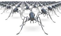 Why do many scientists believe that ants are the most perfectly evolved creatures on Earth?