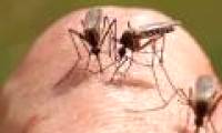 Why do mosquitoes love to burn humans?