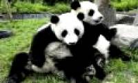 Why do pandas like to listen to love songs when doing 'sex'?