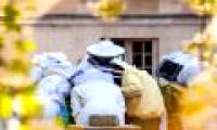 Why do Parisians raise bees to take honey from the dome of buildings?