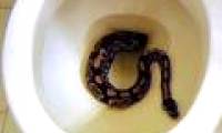 Why do people keep catching snakes in the toilet?
