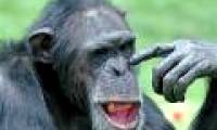 Why do people live longer than monkeys?