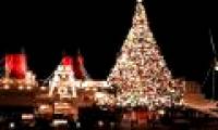 Why do pine trees have pyramids?